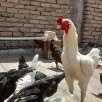 خروس لاری