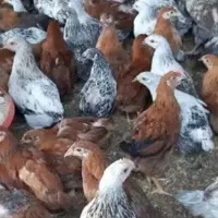 جوجه محلی