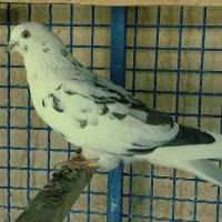 کبوتر پرشی