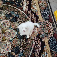 سگ خونگی شیتزو