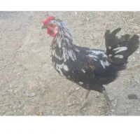 خروس گلین