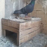 پلاکی