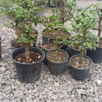 گل (گیاه) بنسای خرفه