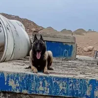سگ نر نژاد اصیل بلژین مالینویز جهت کشش