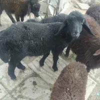 7عددبره