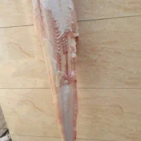 ماهی تازه ارس صید روز