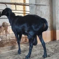 بره و تغل چینی