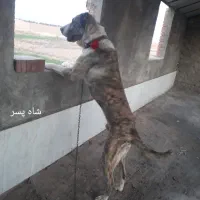 سگ نر خراسانی اصل قد بلند خوشگل
