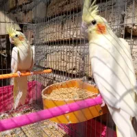 عروس هلندی