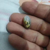 سلیمانی سلطانی