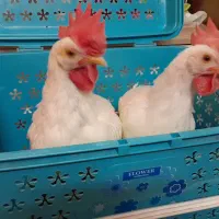 دوتا خروس جوان
