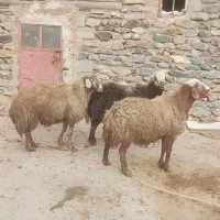 قوچ جوان نژاد کردی و قزل