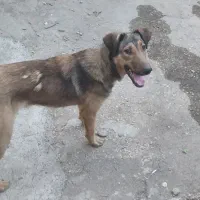 سگ گله و نگهبانی