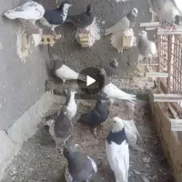 18تا حیون بوم زدوخورد. فروشی پسندهر دوستی شددرخدمت