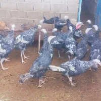 بوقلمون تخم گذار