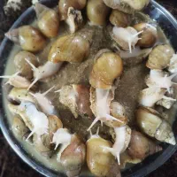 حلزون های سالم و خاویار و لوازم و آموزش  آن