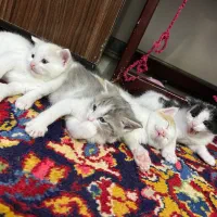 واگذاری گربه DSH