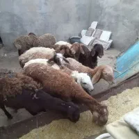 بره ماده ۱۱ عدد معادضه با میش زایده