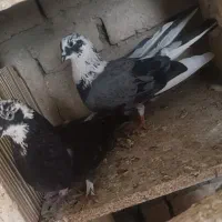 کفتر نرو ماده ردیف و خوب