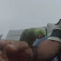 طوطی ملنگو نر سخنگو دستی