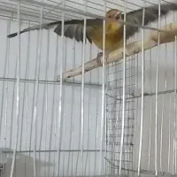 سهره قناری گل کرواتی