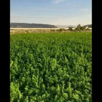 یونجه