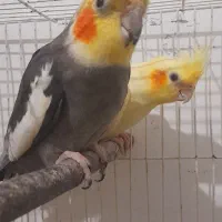 جفت عروس هلندی کارداده