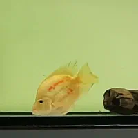 پرت