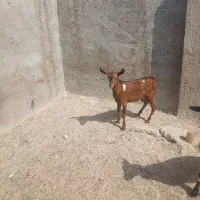 نری بره کهره