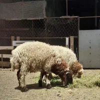 بره