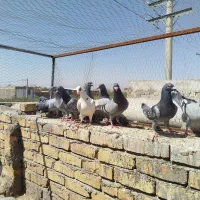 کبوتر مسافتی قیمت ۴۵۰ هزار