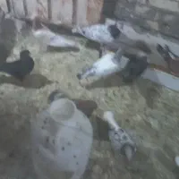 کفتر رنگی  تاپ ودورگ