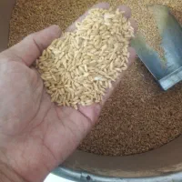 گندم مرغی کیلوی ۵۵ هزار کیسه ۳۵ کیلوی