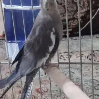 عروس هلندی ماده خاکستری