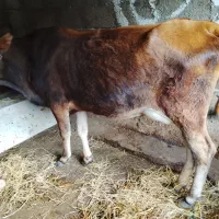 گاو گوساله