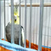 جفت عروس هلندی