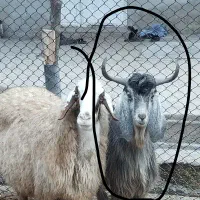 گیسک ساورین