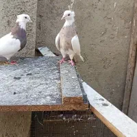 طوقی آجری خال سرکه ای ماده