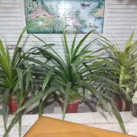 پاندانوس گل پاندانوس