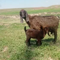 بز با بزقاله