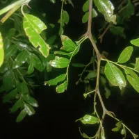 بیده|لوازم جانبی حیوانات|جلگه ماژان, |دیوار