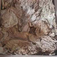 برگ زرد درجه ۱