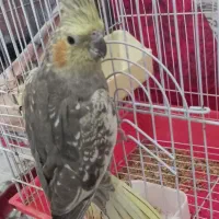 فروش عروس هلندی