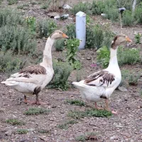 غاز دورگه ماده (کلیبر)