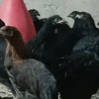 جوجه گلپایگانی مشکی