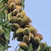 بادام پوست کاغذی درشت