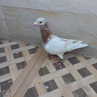 کفتر|پرنده|مرودشت, پشت سایپا‎|دیوار