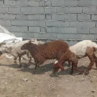 بره قربانی