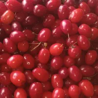 ذغال اخته