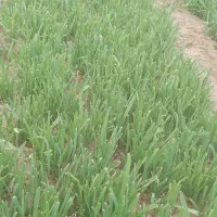 سبزی خوردن